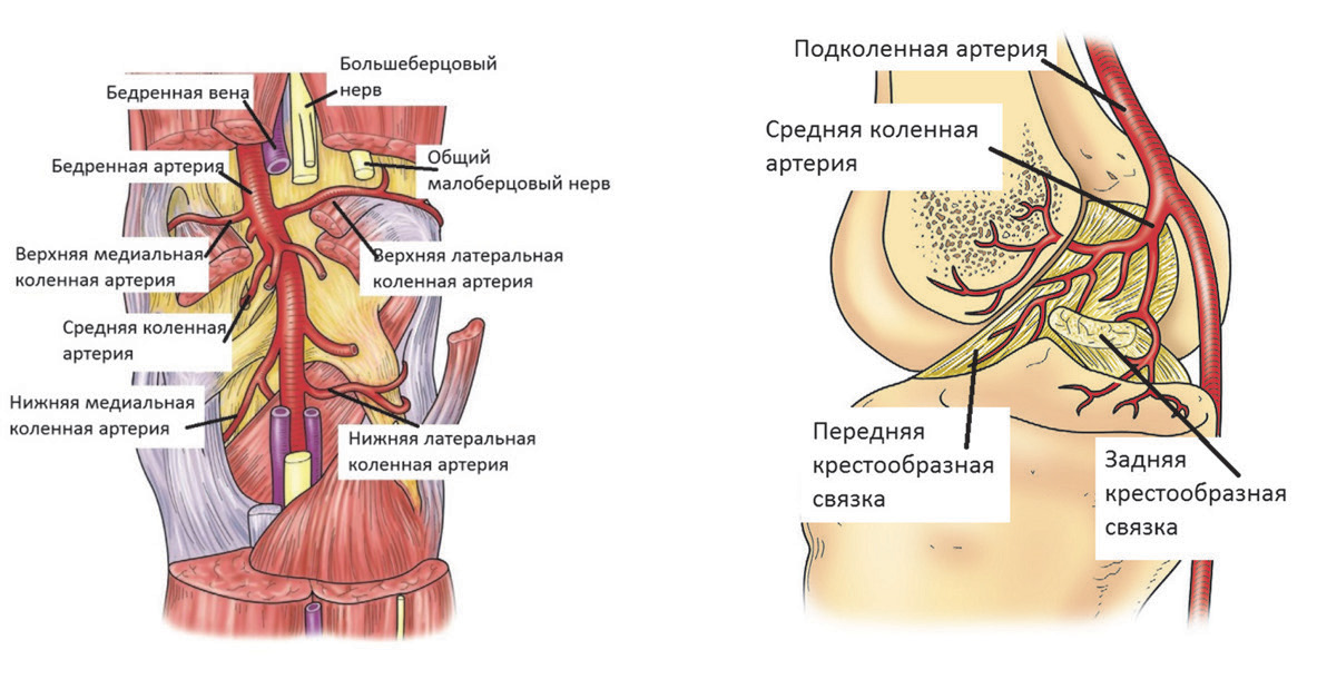 Рис. 3.1.1. Схематическое изображение ветвей подколенной артерии в подколенной ямке