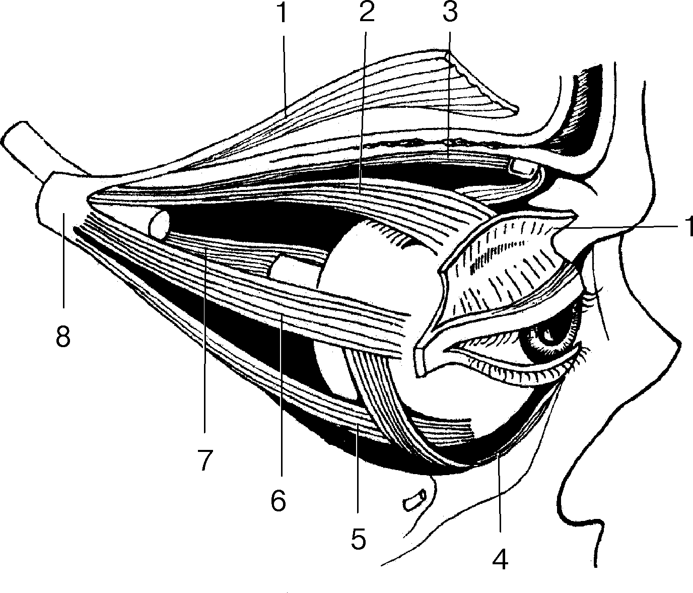 Рис. 17. Глазодвигательные мышцы правого глаза (схема, зрительный нерв пересечен)
