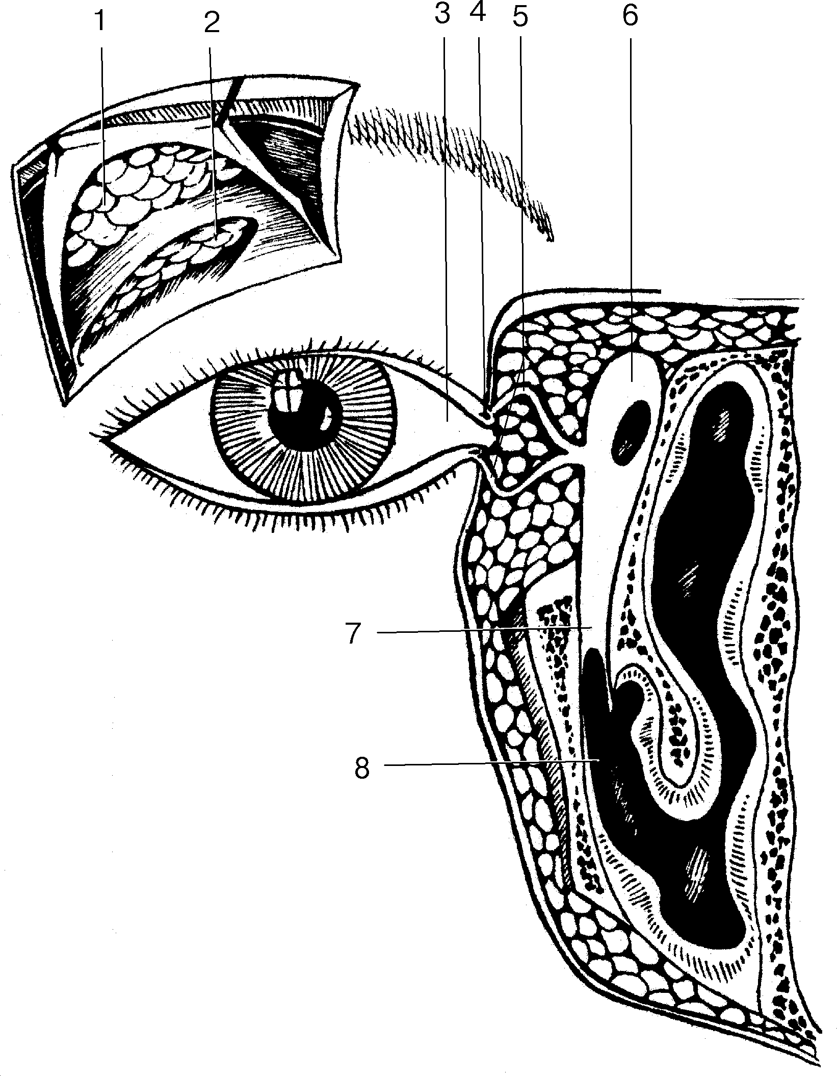 Рис. 18. Схема строения слезного аппарата глаза