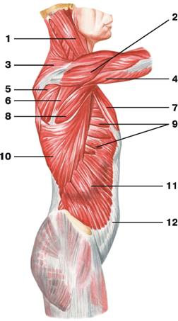 Рис. 104. Поверхностные мышцы груди (вид сбоку)