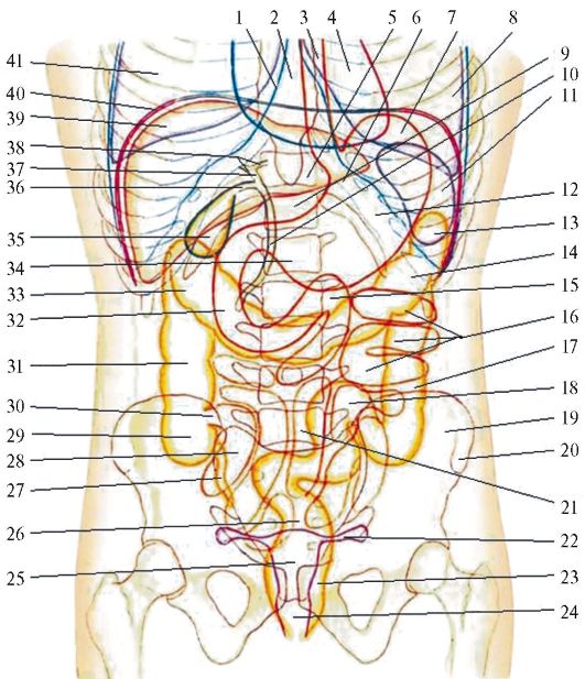 Рис. 15.2. Проекция органов на переднюю брюшную стенку (из: Золотко Ю.Л., 1967)