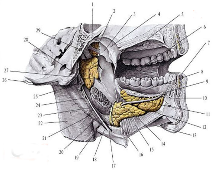  Подъязычная и поднижнечелюстная слюнные железы (левые)