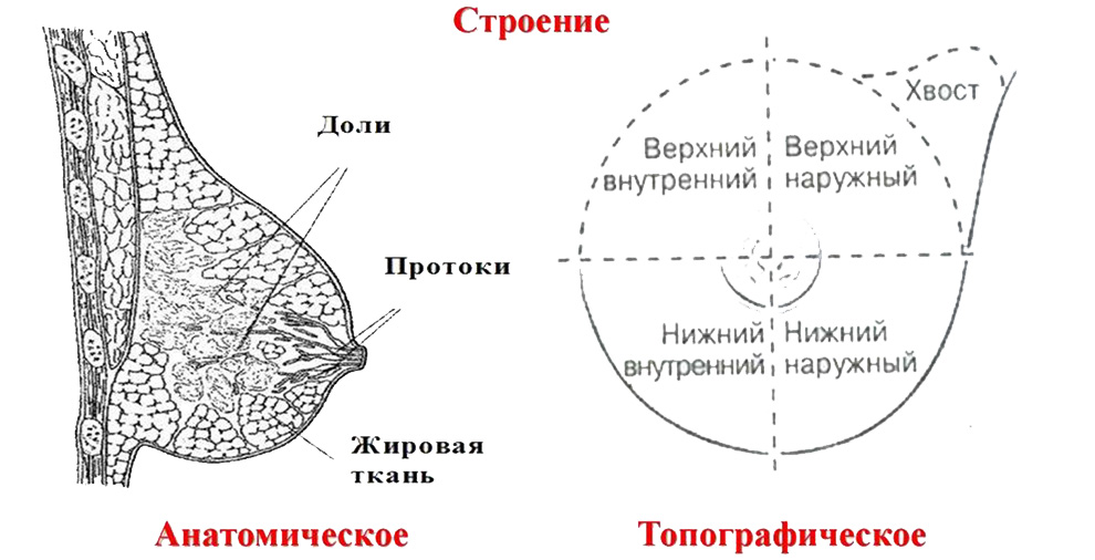 Строение молочной железы