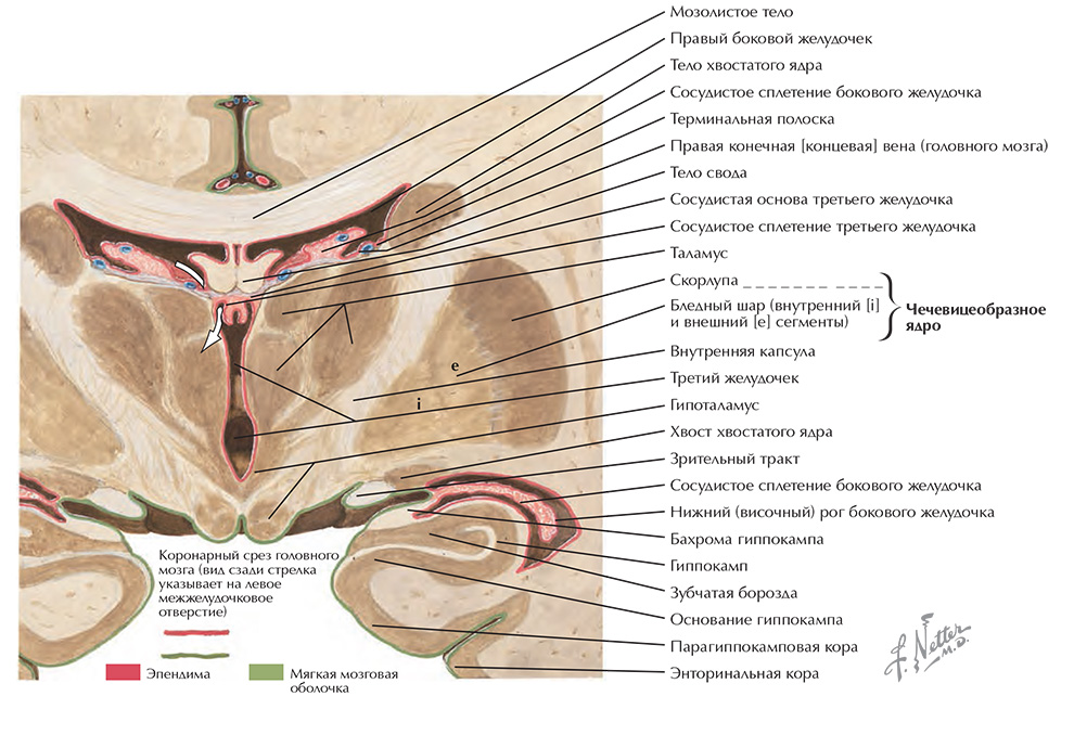 Анатомия желудочков на фронтальных срезах переднего мозга