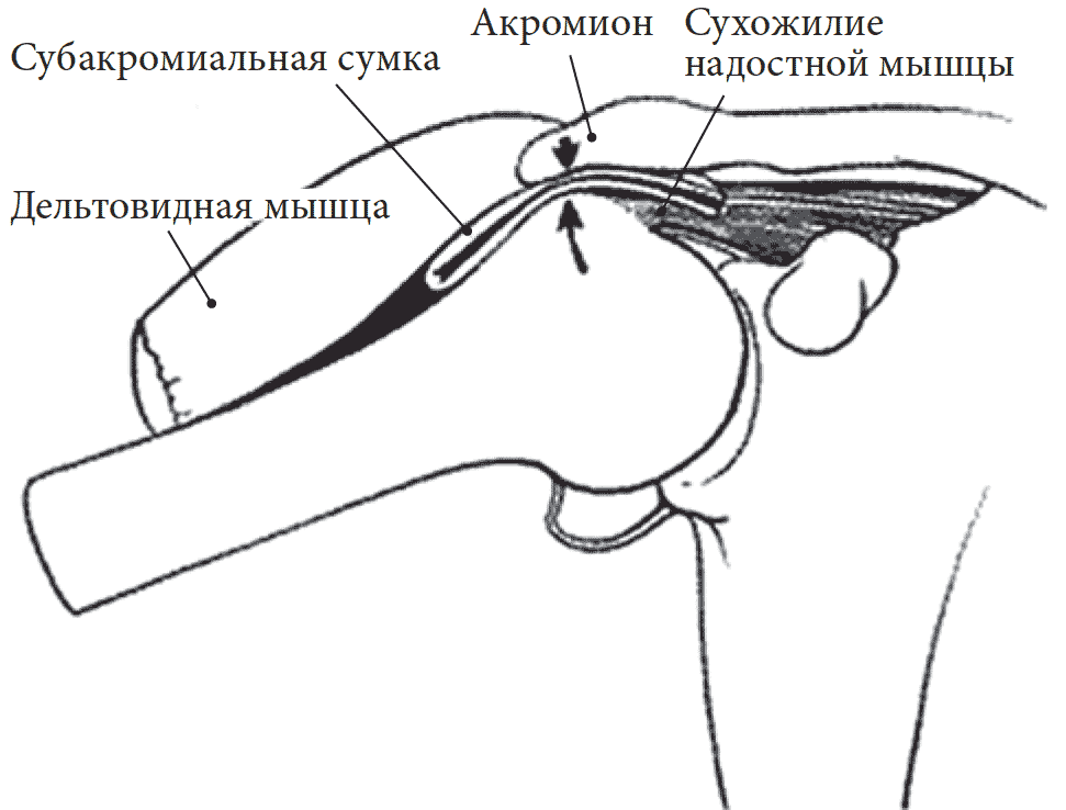  Рис. 1. Анатомия плечевого сустава
