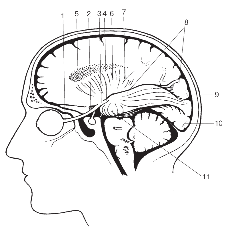 Рис. 2. Зрительные пути мозга (по: Walsh F. B., 1947)