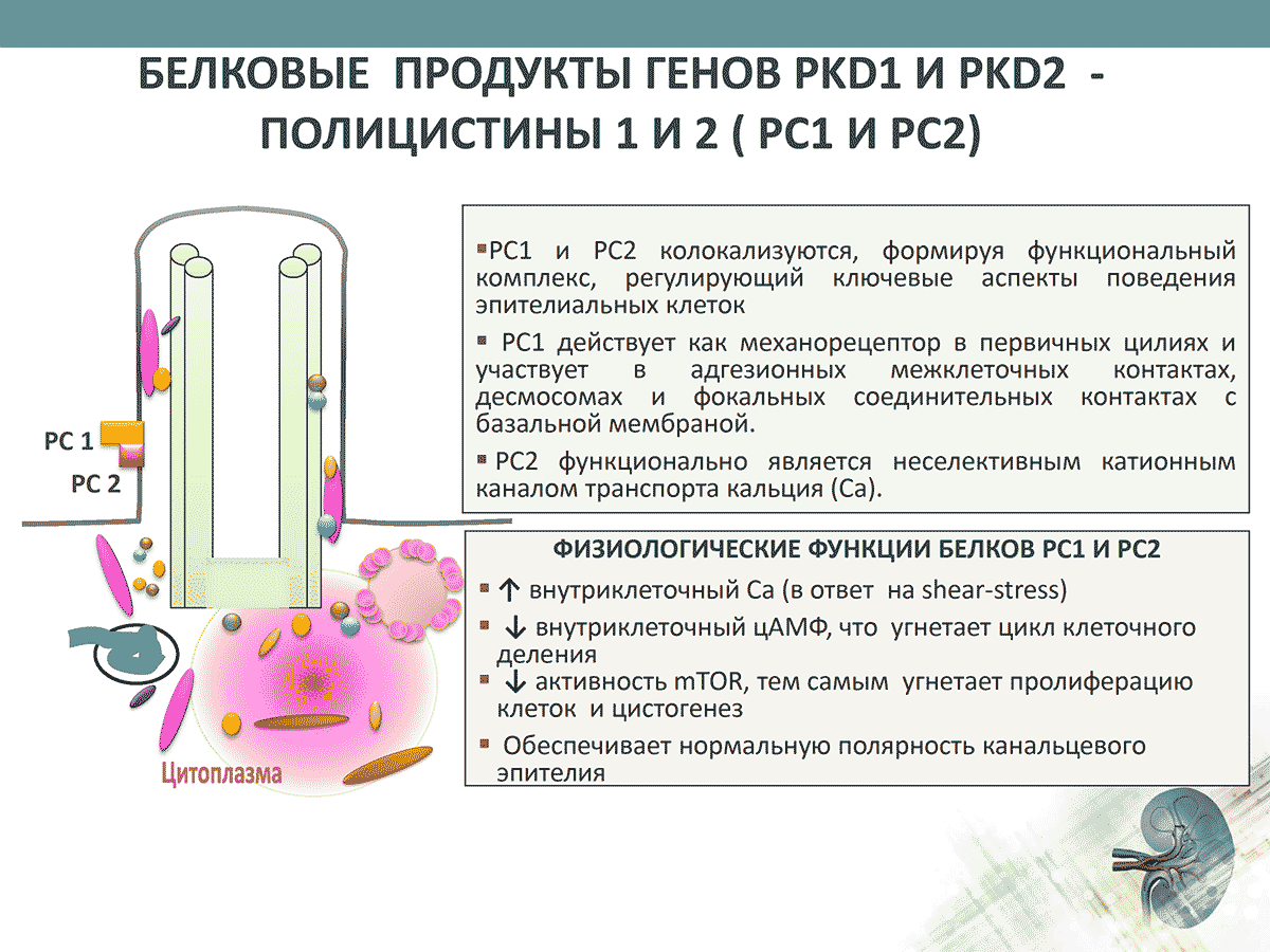 Белковые продукты генов PKD1 И PKD2 - полицистины 1 И 2 ( РС1 И РС2)