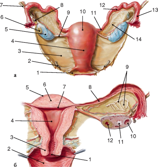 Внутренние женские половые органы (вид сзади)
