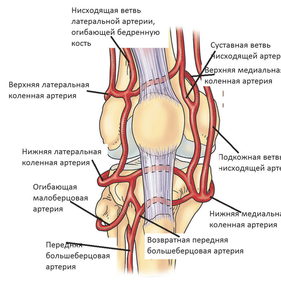 Рис. 3.1.3. Артериальный анастомоз в передней области коленного сустава