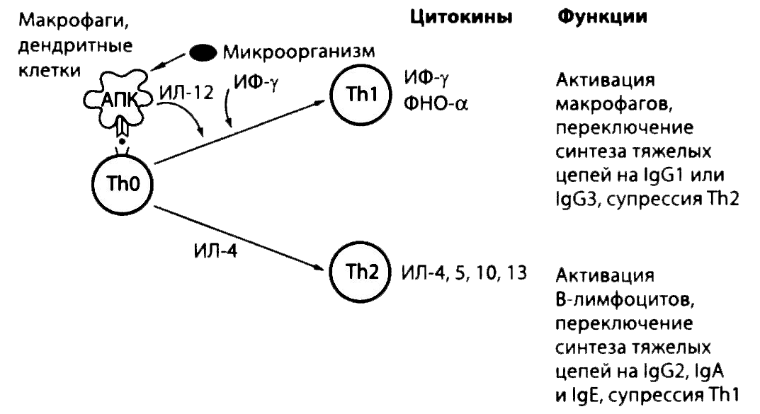 Рис. 2.20. Два типа Т-хелперов. Из антигенспецифичного Т-лимфоцита CD4+