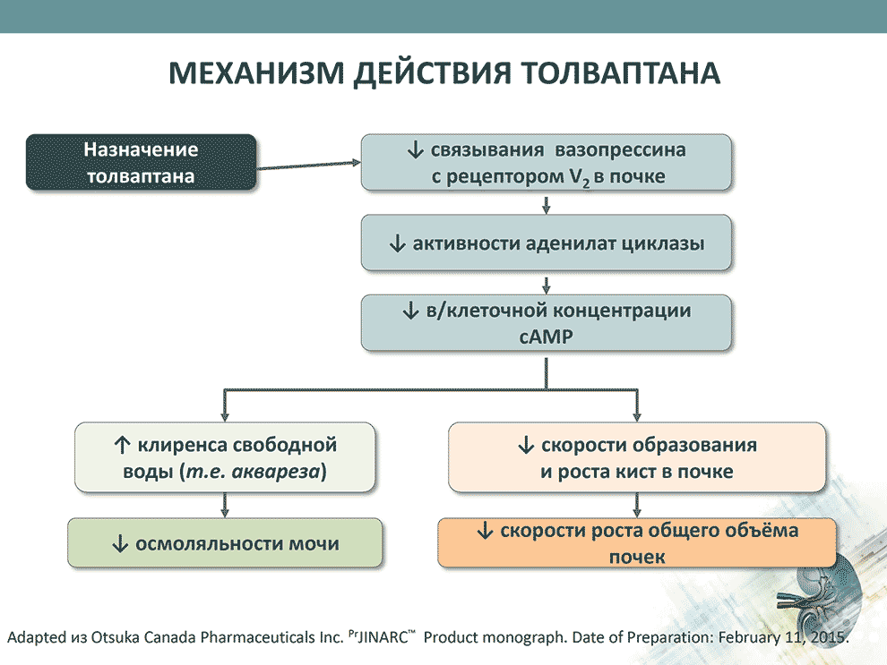 Механизм действия Толваптана