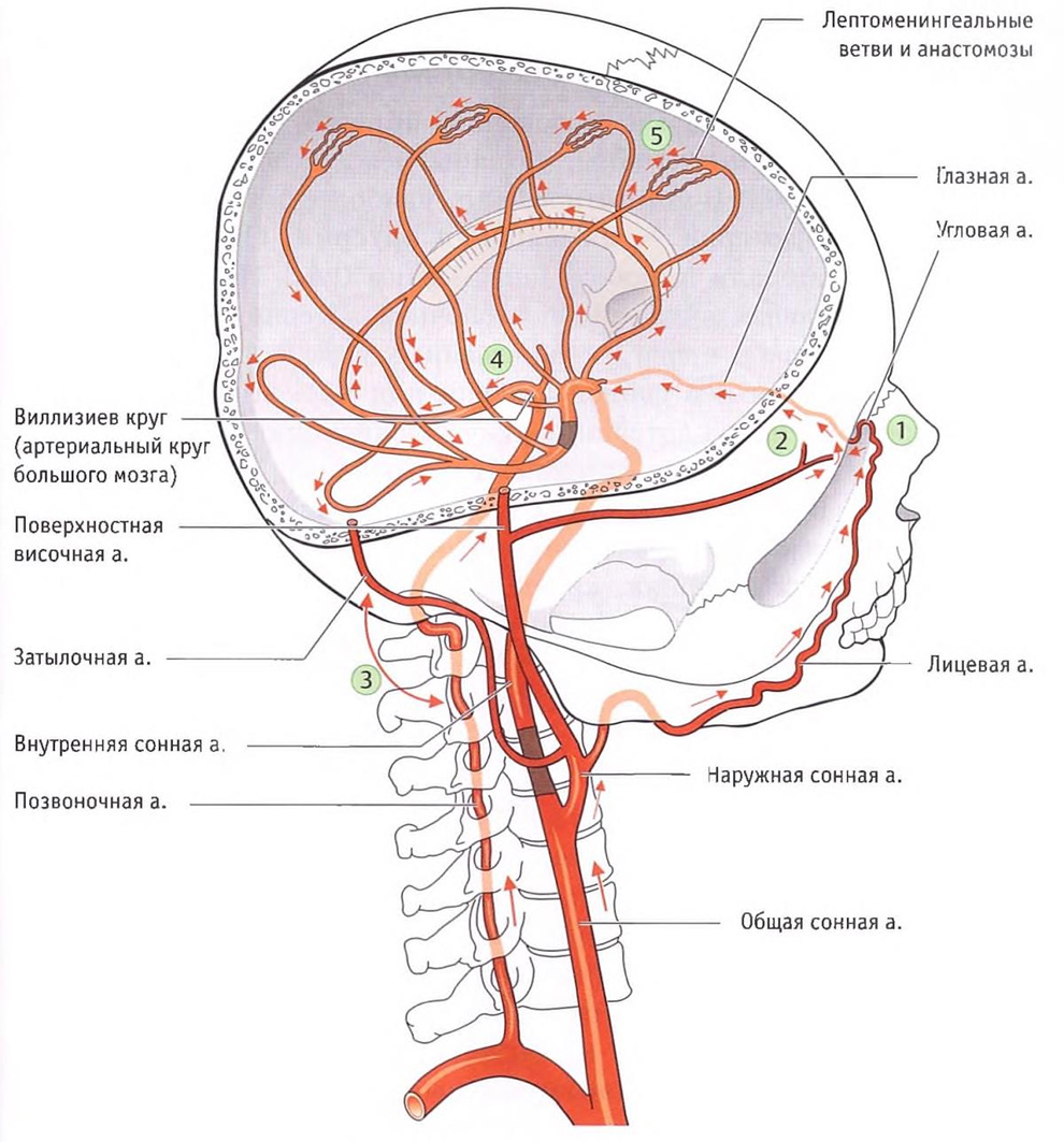 Коллатеральное кровообращение в головном мозге