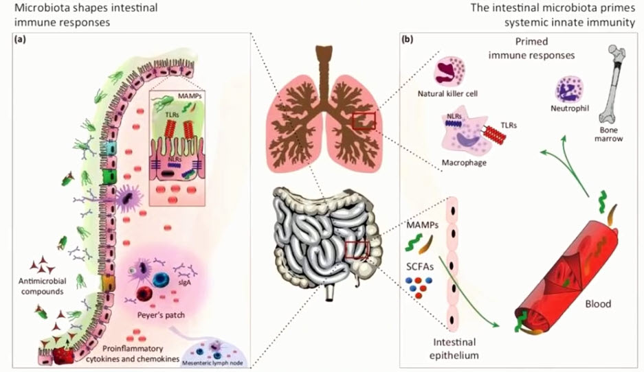 Микробно-тканевой комплекс: формирование иммунологического ответа