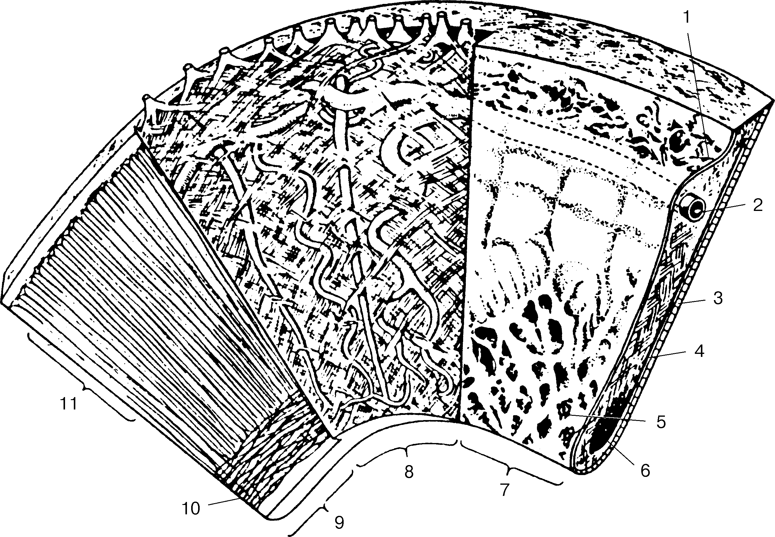 Рис. 20. Послойная структура радужки (схема, по: Rohen J., 1958)
