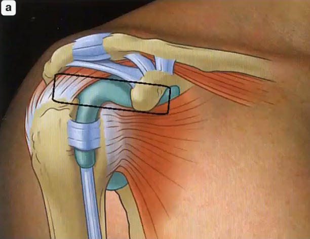 Из положения для исследования подлопаточной мышцы плечо ротировано внутрь и отведено.