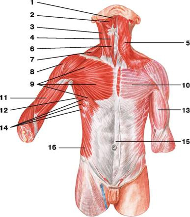 Рис. 106. Поверхностные мышцы и фасции груди и живота