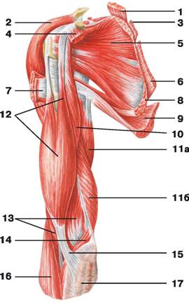Рис. 111. Мышцы плеча и плечевого пояса (вид спереди)