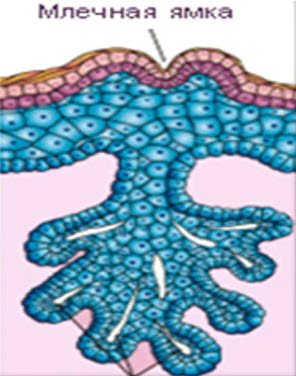 На 7-8 месяцах внутриутробного развития внутри тяжей образуются полости