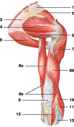 Рис. 114. Мышцы плеча и плечевого пояса (вид сзади)