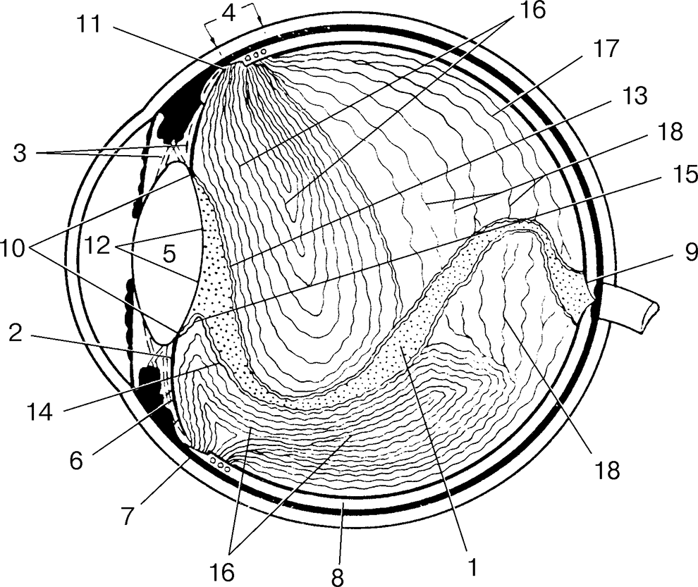 Рис. 25. Пленчатые структуры стекловидного тела глаза человека на сагиттальном срезе (по: Jaffe N. S., 1969)