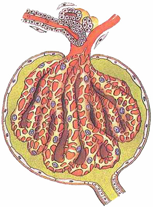 Микроскопическое строение почечного тельца (схема)