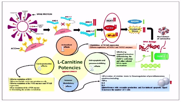 L-карнитин может потушить пожар COVID19