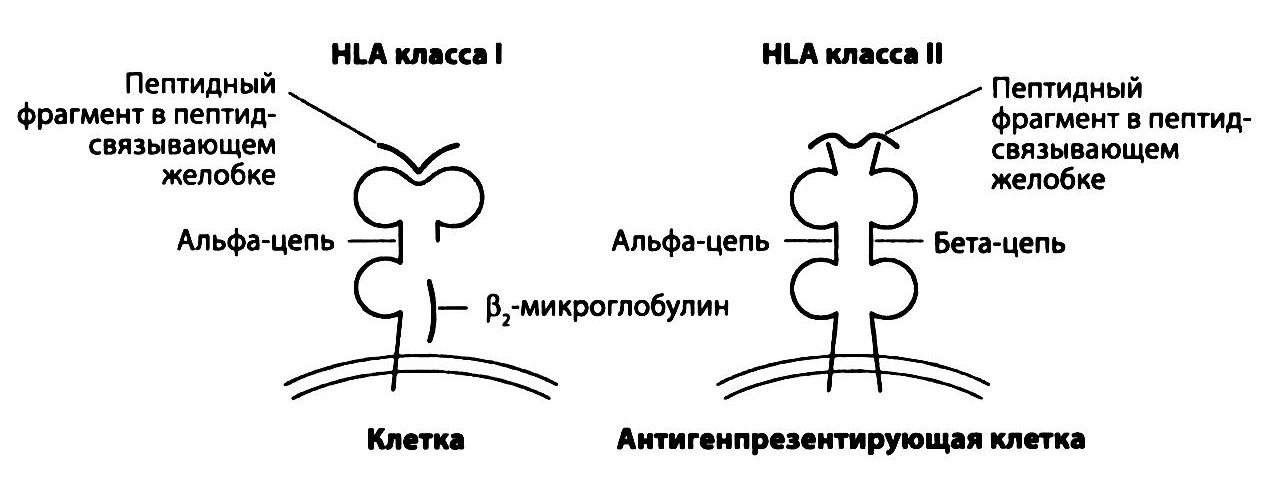 Распознавание антигенов, представленных молекулами HLA I и II классов