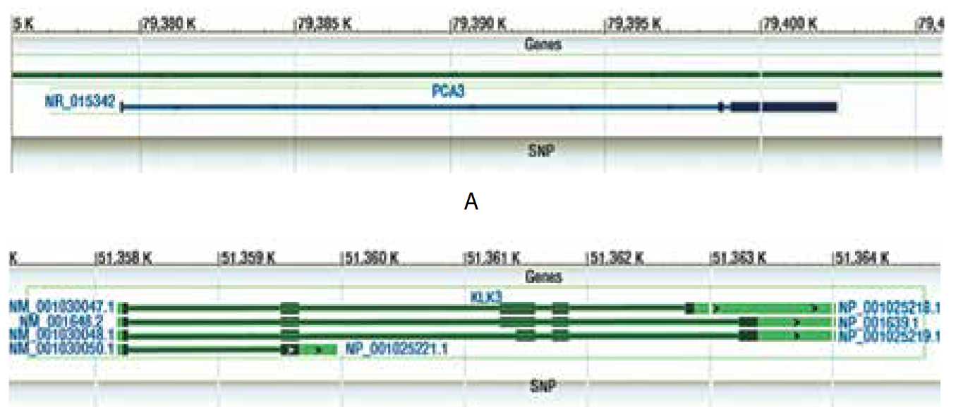 Рис. 20. Структура генов PCA3 (А) и KLK3 (Б)