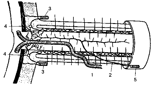 Рис. 28. Зрительный нерв и его сосуды (схема, по: Francois J. и Neetens A., 1955)