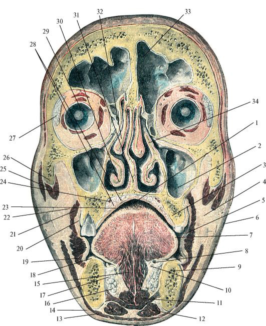 Рис. 179. Стенки полости рта на разрезе во фронтальной плоскости, проведенном между первым и вторым молярами.