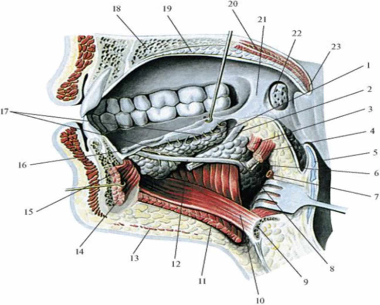 Подъязычная и поднижнечелюстная слюнные железы (правые).