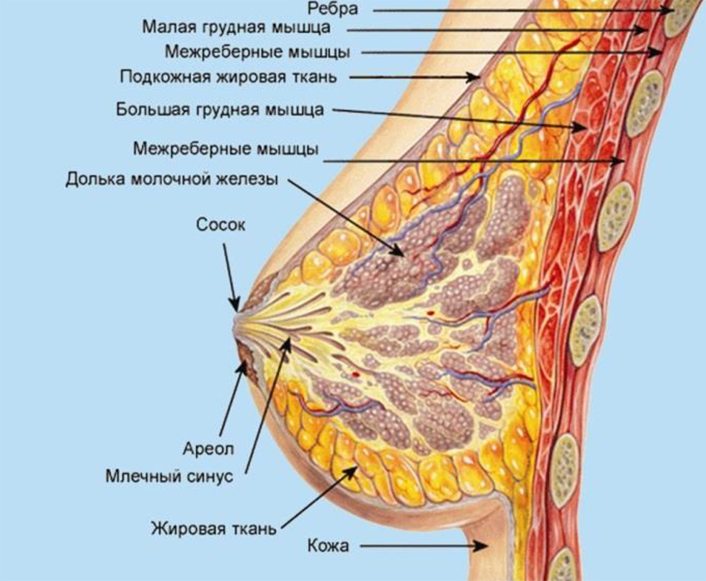 Слои передней грудной стенки молочной железы