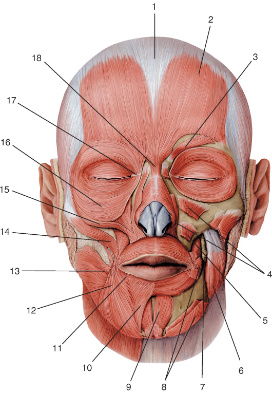Мышцы лица, вид спереди