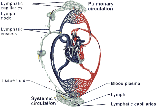 Рис. 44 Схема сосудистой системы человека – взаимосвязь кровеносного и лимфатического русла