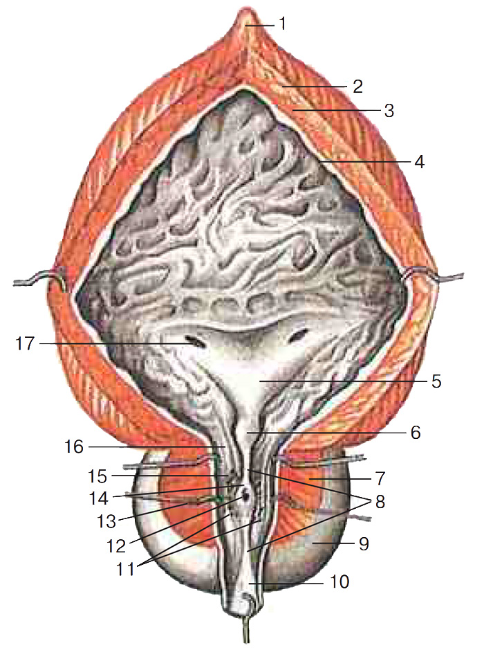 Рис. 9. Мочевой пузырь, предстательная часть мужского мочеиспускательного канала и предстательная железа; фронтальный разрез