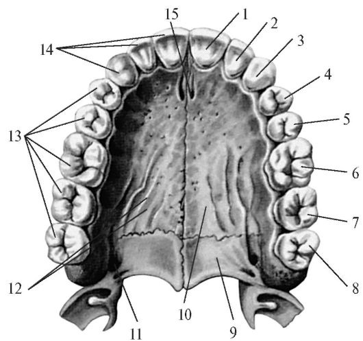 Рис. 211. Верхнечелюстная (верхняя) зубная дуга (жевательная норма)