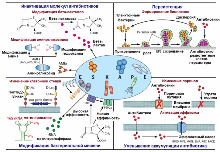 Механизмы антибиотико-резистентности у патогенов группы ESKAPE