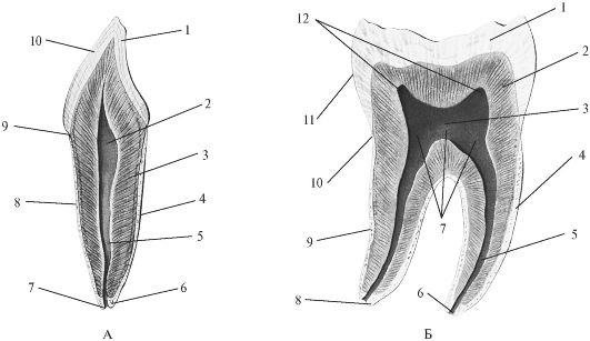 Рис. 213. Схема строения однокорневого зуба (А) и двукорневого зуба (Б)