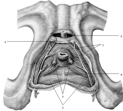 Рис. 1.4. Анатомический срез на уровне глубоких мышц промежности мочеполового треугольника