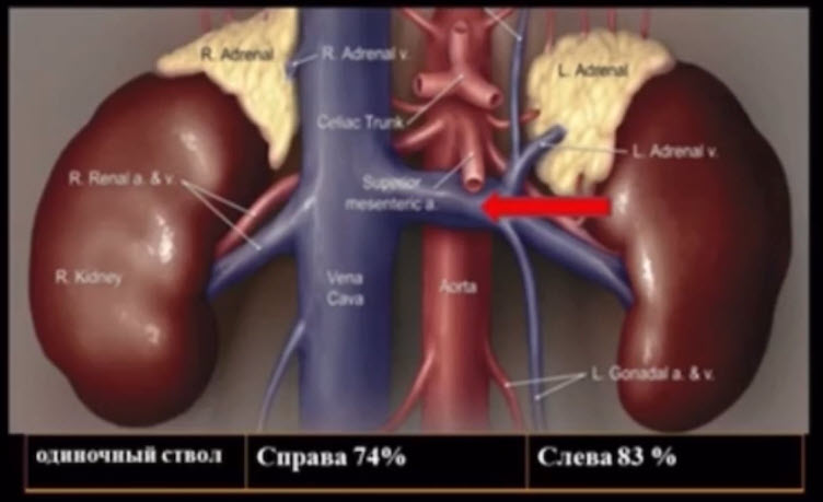 Почечные вены в почке сопровождают одноименные артерии