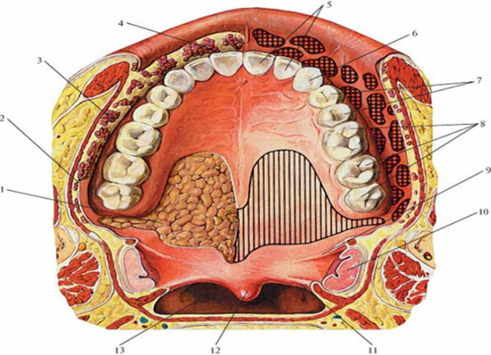 Рис. 6. Малые железы в верхней стенке полости рта (выше ротовой щели)