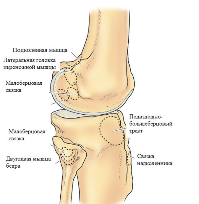 Рис. 1.2.4. Костная основа латеральной части коленного сустава