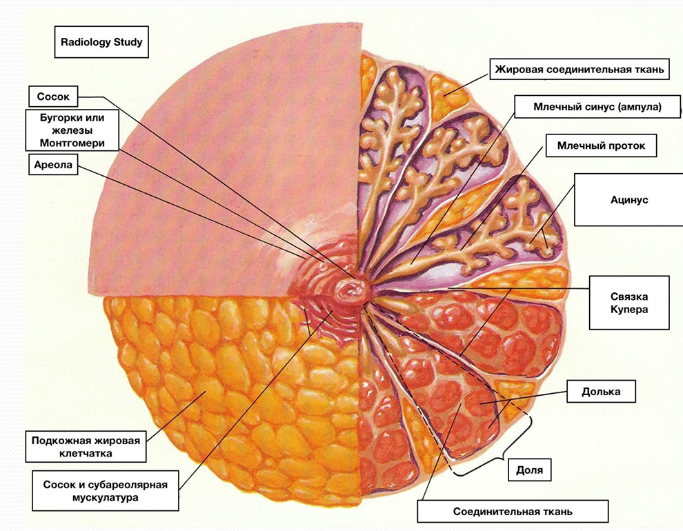 Структура молочной железы