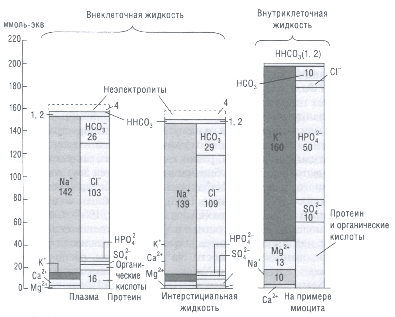 Рис. 4. Распределение и нормальное содержание электролитов в индикаторных жидкостях внутренней среды и цитоплазме клеток