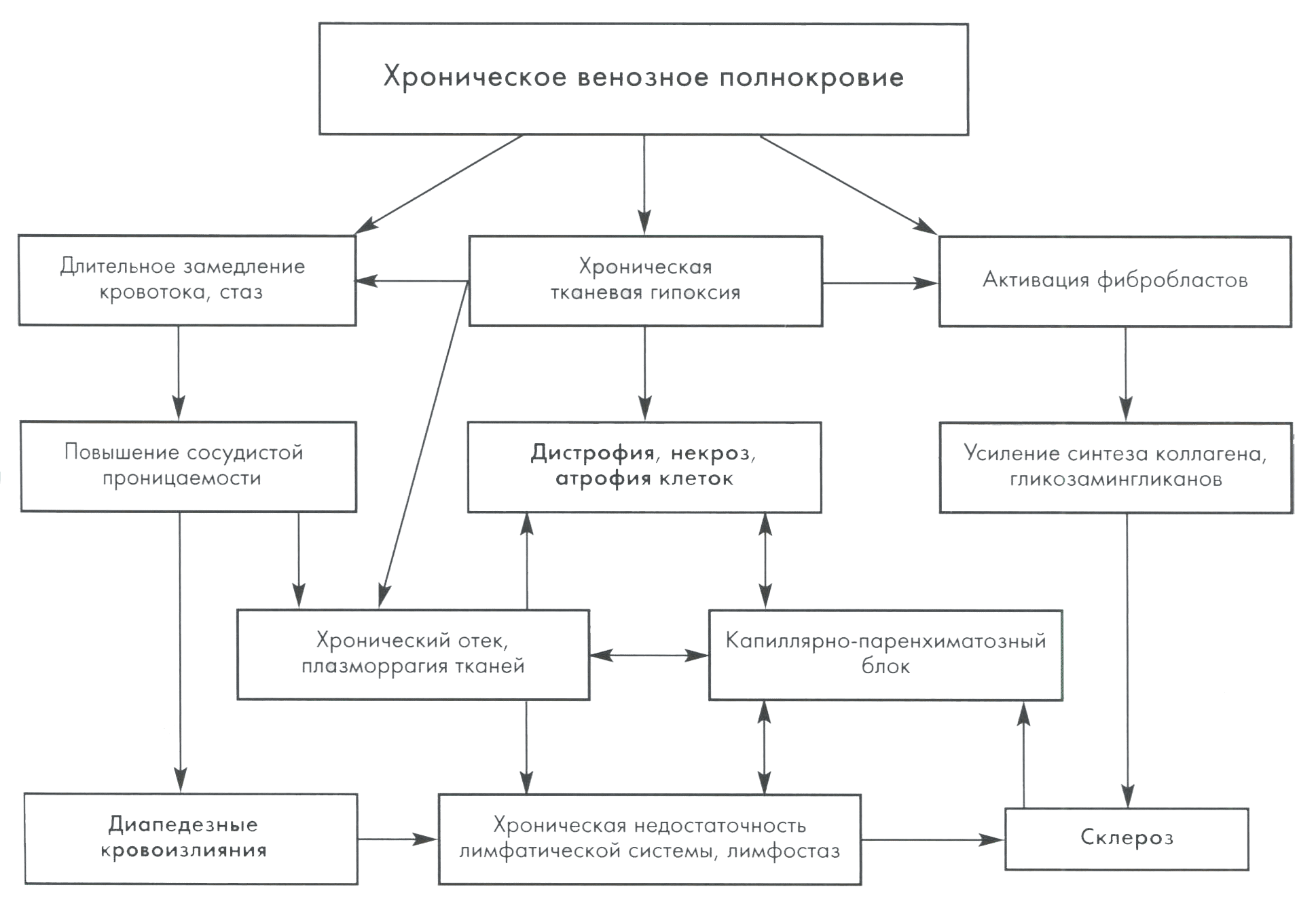 Рис. 5.4. Морфогенез изменений при хроническом венозном полнокровии (Салтыков Б. Б. исоавт., 2002).