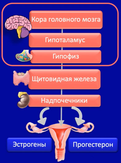 Центральные механизмы регуляции - самый поздний этап формирования репродуктивной функции