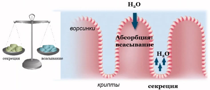 Равновесие между абсорбцией и секрецией воды в желудочно-кишечном тракте