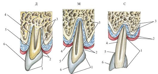 Рис. 215. Анатомическая и клиническая коронка, корень и шейка зуба в различные возрастные периоды человека