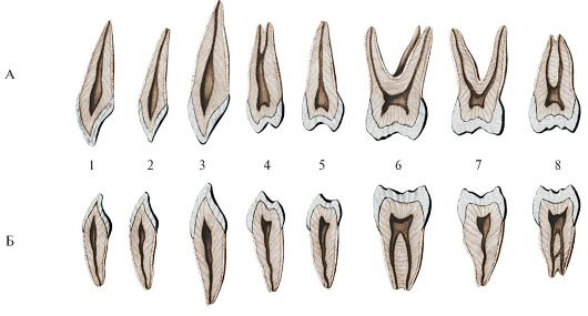 Рис. 216. Постоянные зубы верхней и нижней челюстей (правые)
