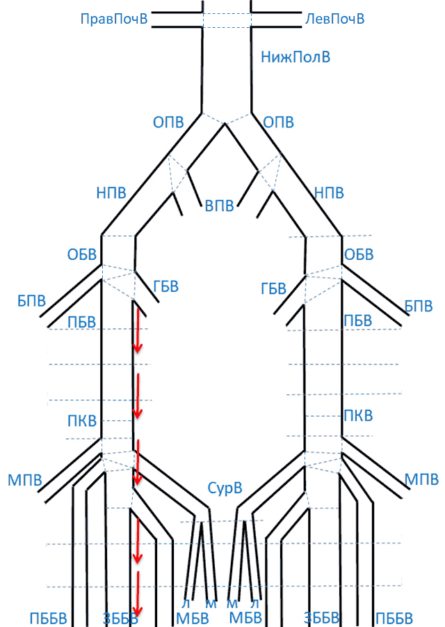 Конвексный датчик, ретроградный сброс в ПКВ, ПБВ, ЗББВ при дистальной компрессионной пробе
